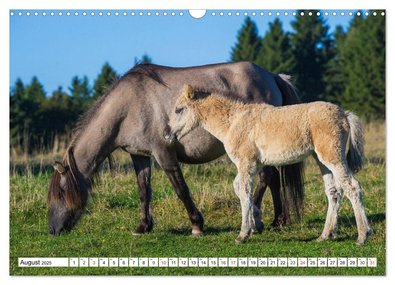 Bild: 9783435573127 | Konik - Frei geboren (Wandkalender 2025 DIN A3 quer), CALVENDO...