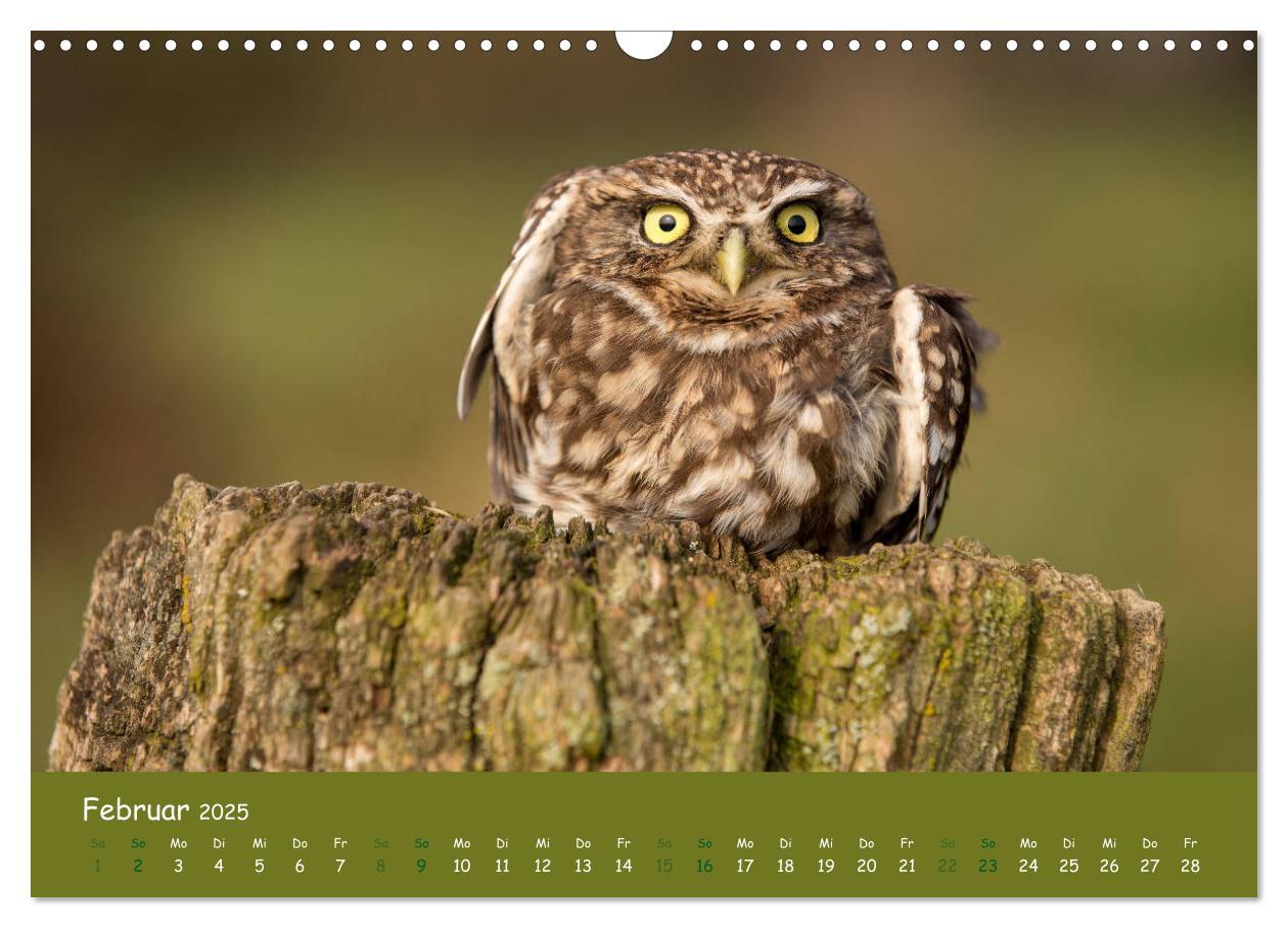 Bild: 9783435299843 | Steinkäuze (Athene noctua) (Wandkalender 2025 DIN A3 quer),...