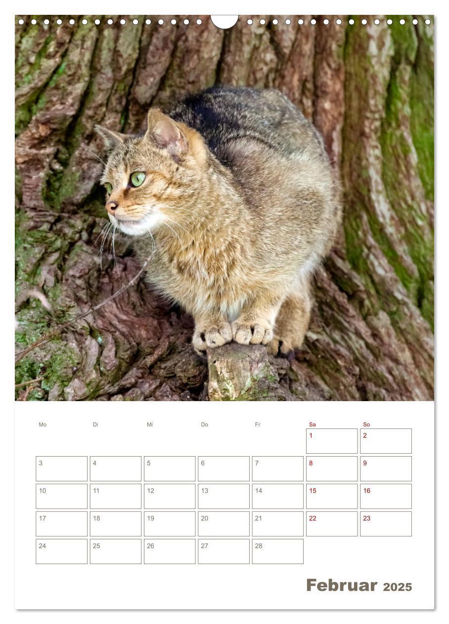 Bild: 9783435982882 | Europäische Wildkatzen - Jahresplaner (Wandkalender 2025 DIN A3...