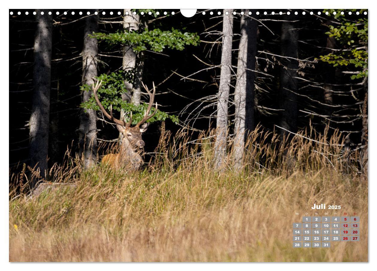 Bild: 9783435003877 | Krafttier Hirsch (Wandkalender 2025 DIN A3 quer), CALVENDO...