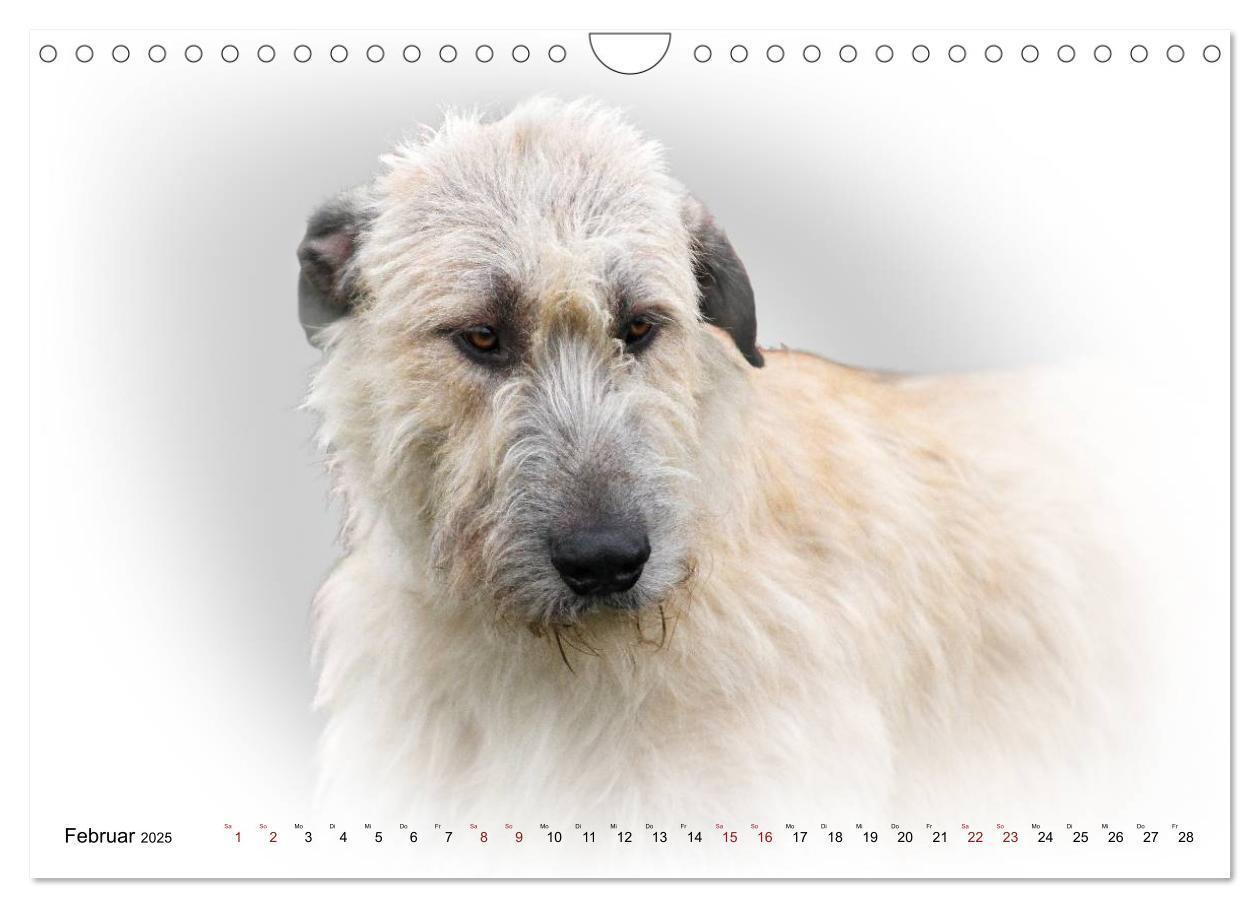 Bild: 9783383824333 | Windhund Portrait 2025 White Edition (Wandkalender 2025 DIN A4...