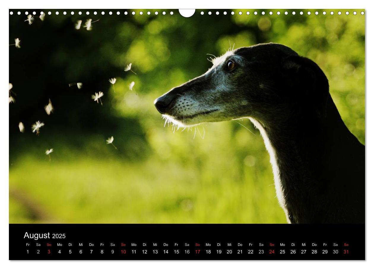 Bild: 9783435775583 | Der Windhundekalender (Wandkalender 2025 DIN A3 quer), CALVENDO...