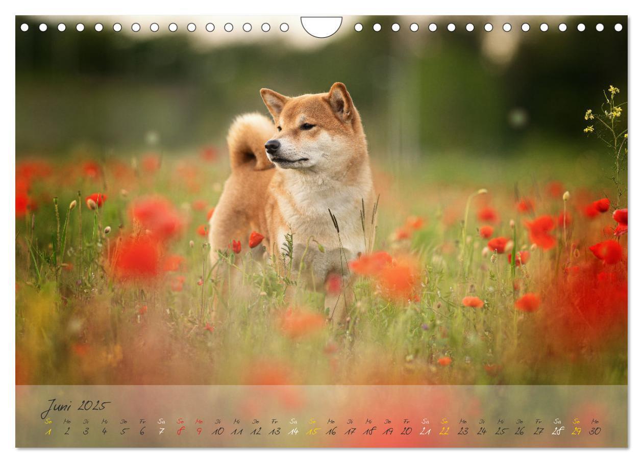 Bild: 9783435051779 | Shiba Inu - mutig, treu, selbstbewusst (Wandkalender 2025 DIN A4...