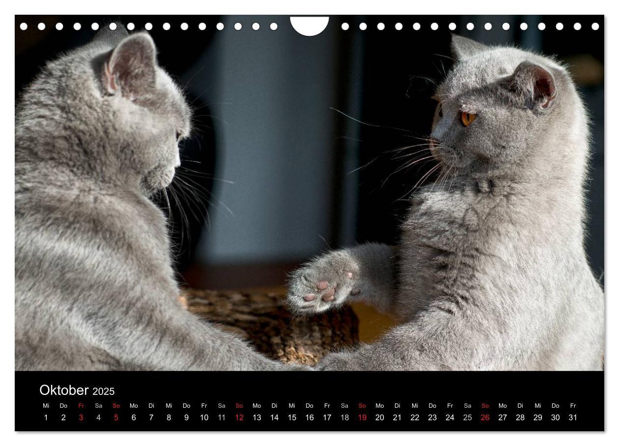 Bild: 9783435763337 | Bärige Schmusetiger - Britisch Kurzhaar (Wandkalender 2025 DIN A4...