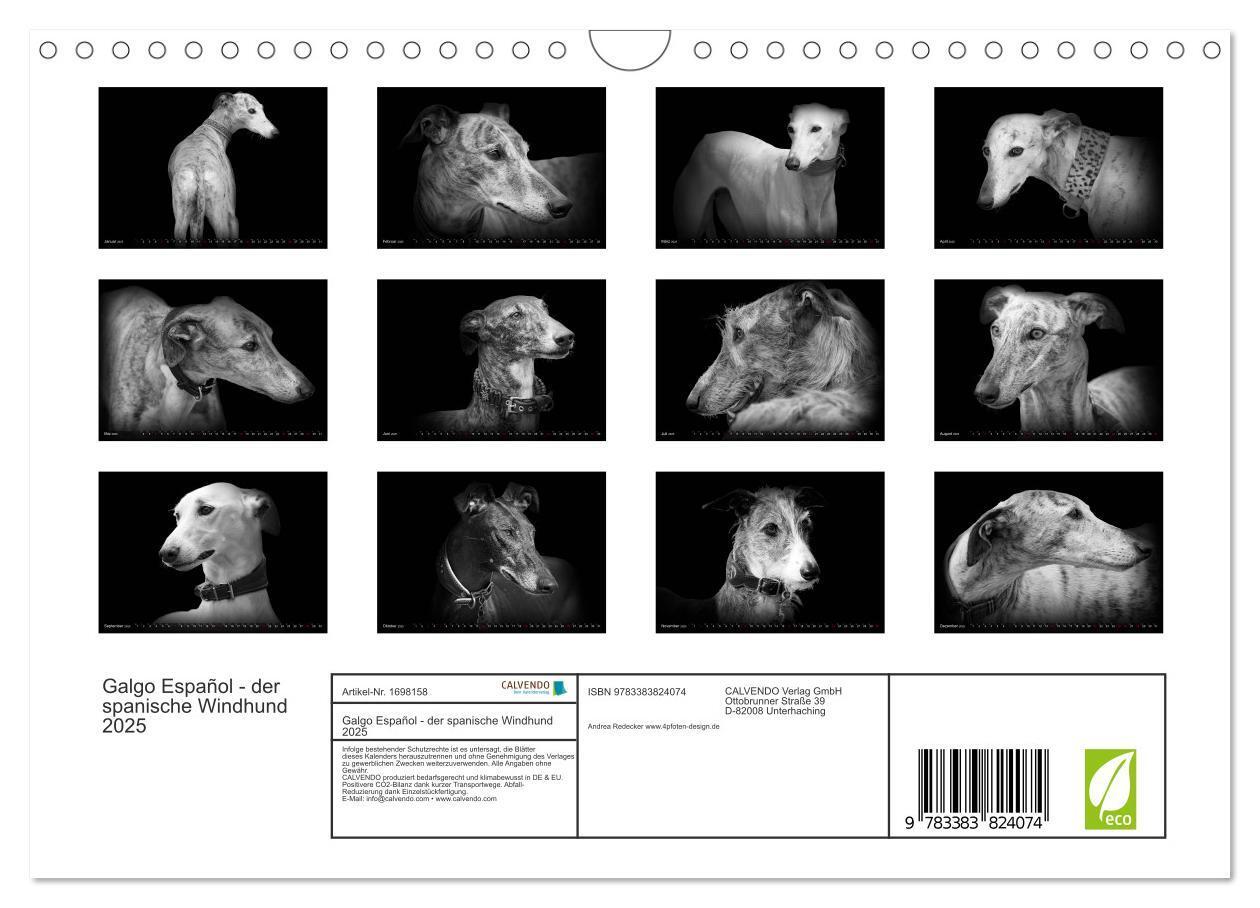 Bild: 9783383824074 | Galgo Español - der spanische Windhund 2025 (Wandkalender 2025 DIN...