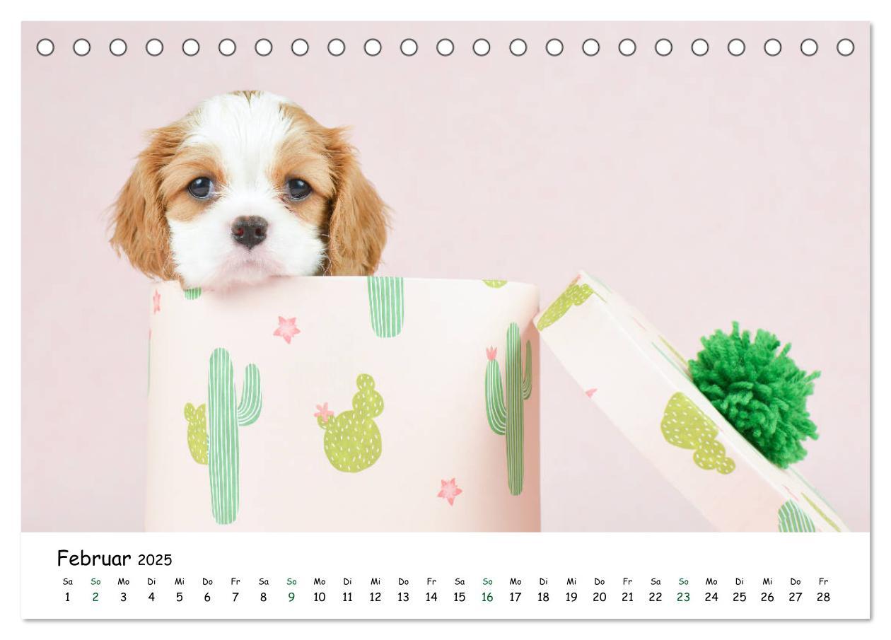 Bild: 9783435322923 | Baby Pfoten (Tischkalender 2025 DIN A5 quer), CALVENDO Monatskalender