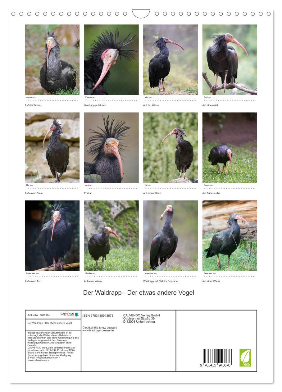 Bild: 9783435943678 | Der Waldrapp - Der etwas andere Vogel (Wandkalender 2025 DIN A3...