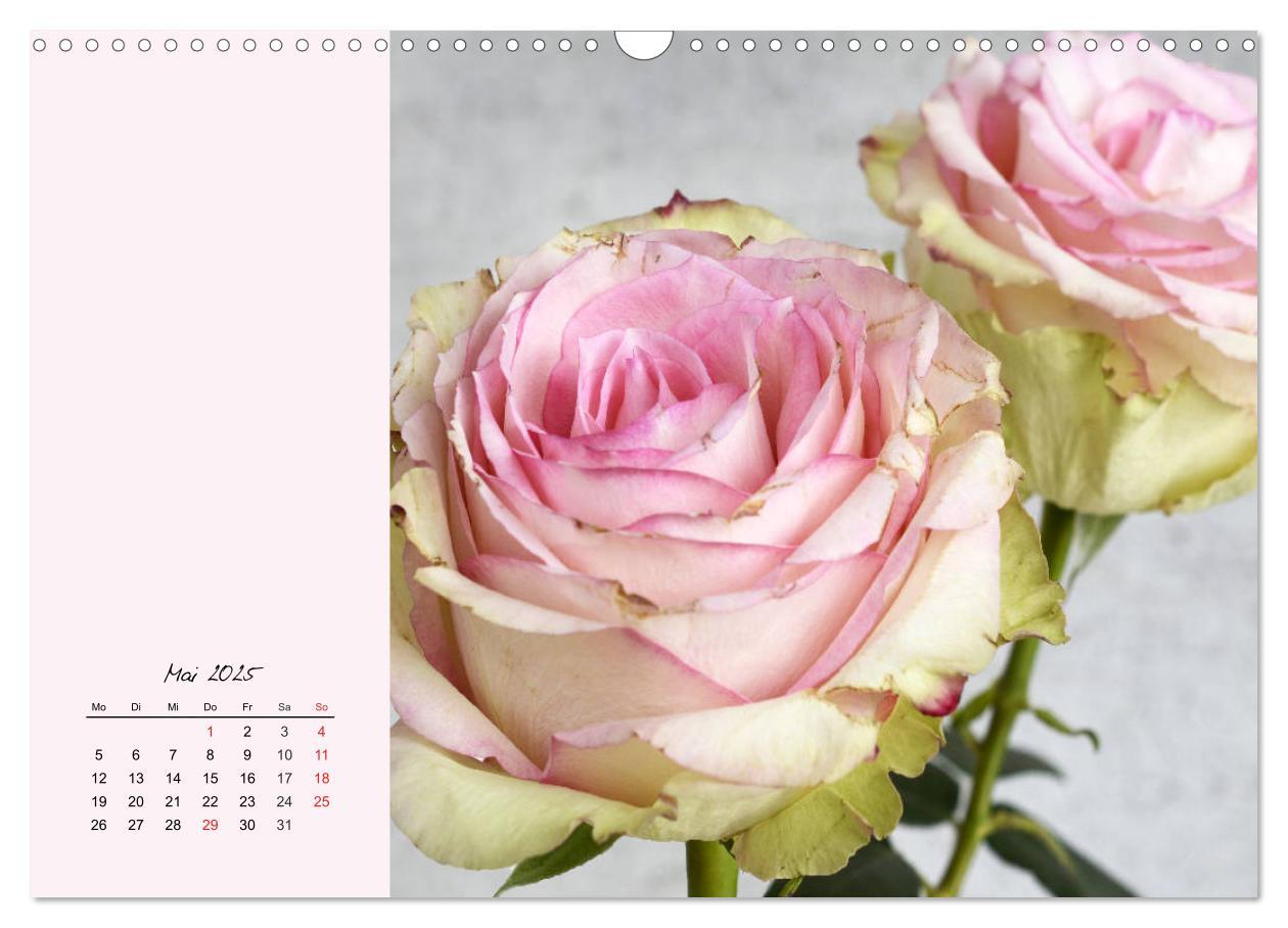 Bild: 9783435198566 | Rosen. Charmante und edle Königinnen (Wandkalender 2025 DIN A3...