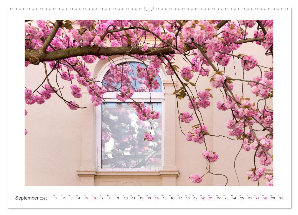 Bild: 9783457127919 | Japanische Kirschblüte in Bonn (Wandkalender 2025 DIN A2 quer),...