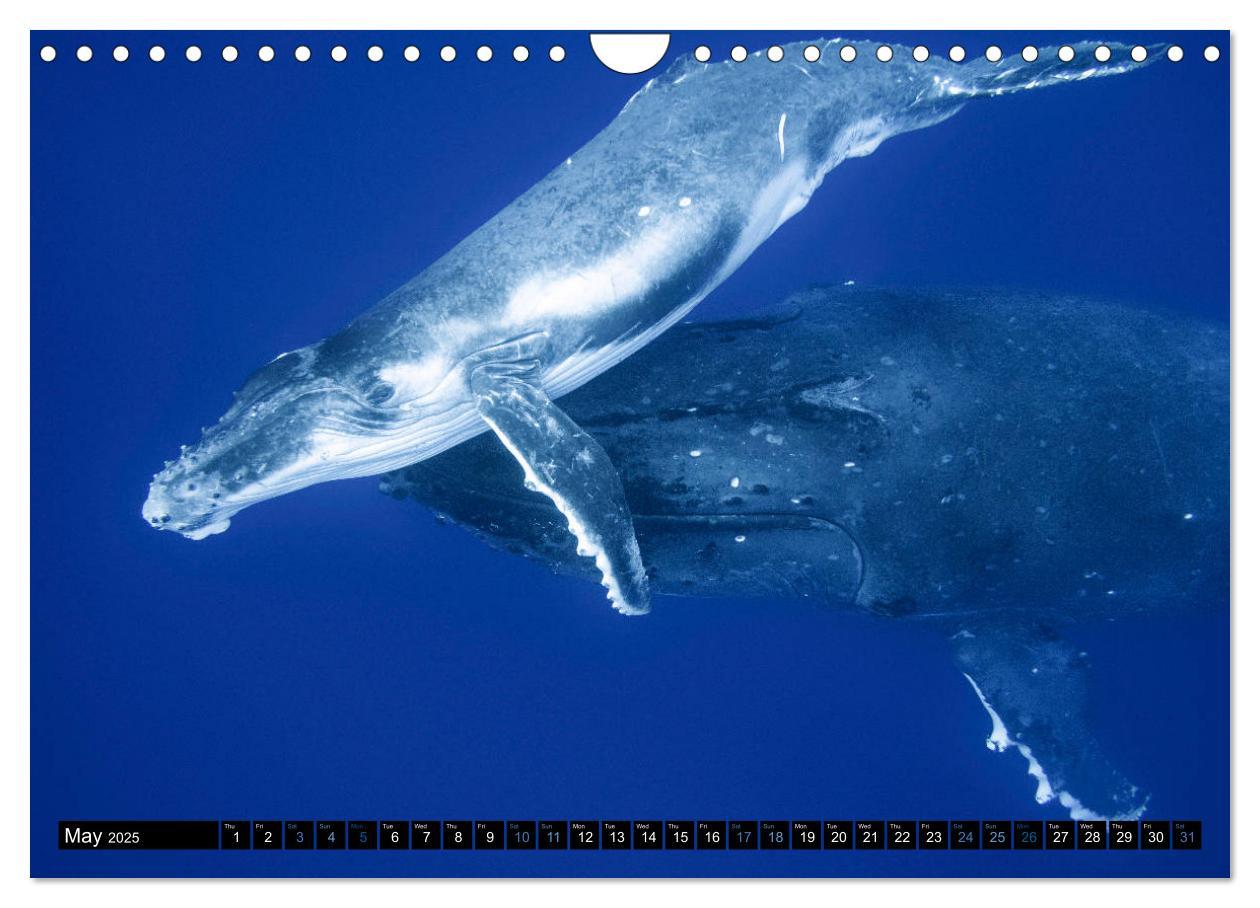 Bild: 9781325948321 | A Whale of a Year (Wall Calendar 2025 DIN A4 landscape), CALVENDO...