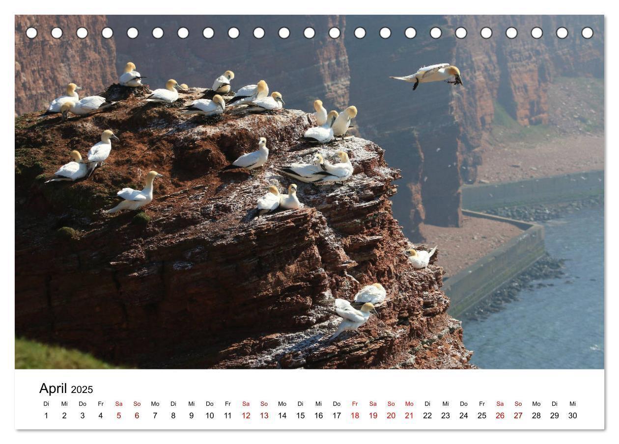 Bild: 9783435388707 | Deutsche Hochseeinsel Helgoland (Tischkalender 2025 DIN A5 quer),...