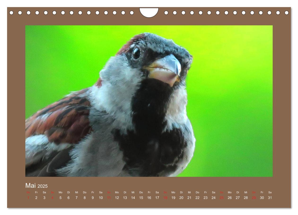 Bild: 9783435206049 | Vogelporträts - Heimische Vögel auf meinem Balkon (Wandkalender...