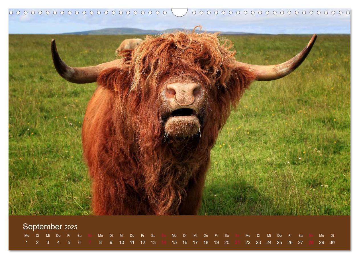 Bild: 9783435642625 | Schottische Hochlandrinder - Highland Cattle (Wandkalender 2025 DIN...