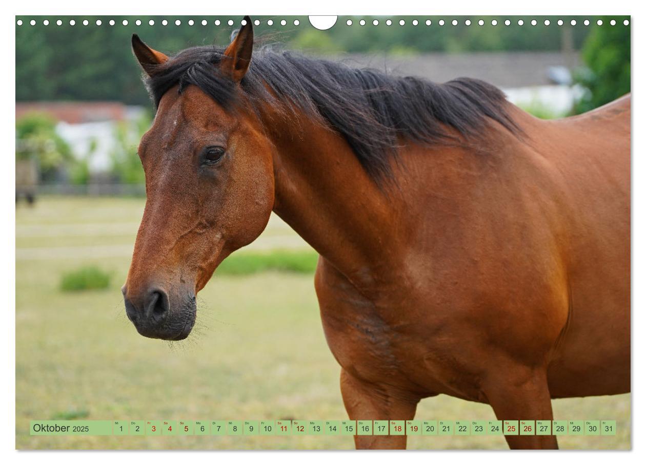 Bild: 9783383945854 | Faszination Trakehner (Wandkalender 2025 DIN A3 quer), CALVENDO...