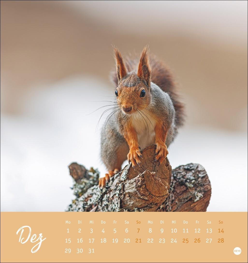 Bild: 9783756407071 | Eichhörnchen Postkartenkalender 2025 | Heye | Kalender | Spiralbindung