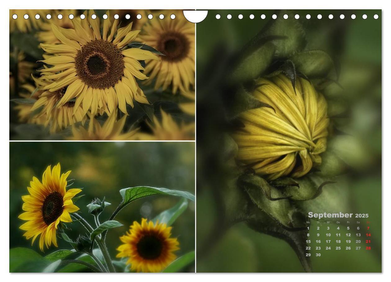 Bild: 9783435612406 | Blumenreise 2025 (Wandkalender 2025 DIN A4 quer), CALVENDO...