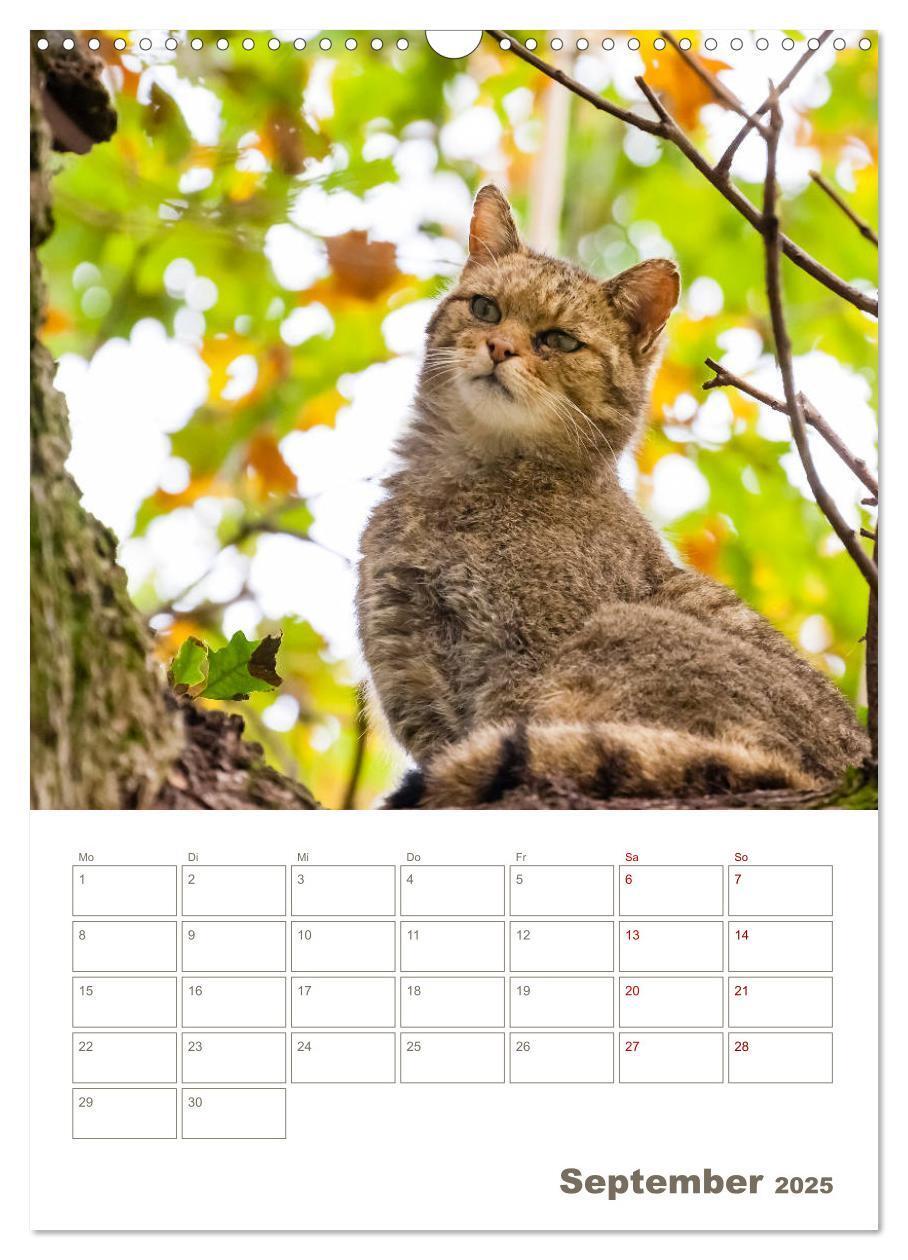 Bild: 9783435982882 | Europäische Wildkatzen - Jahresplaner (Wandkalender 2025 DIN A3...