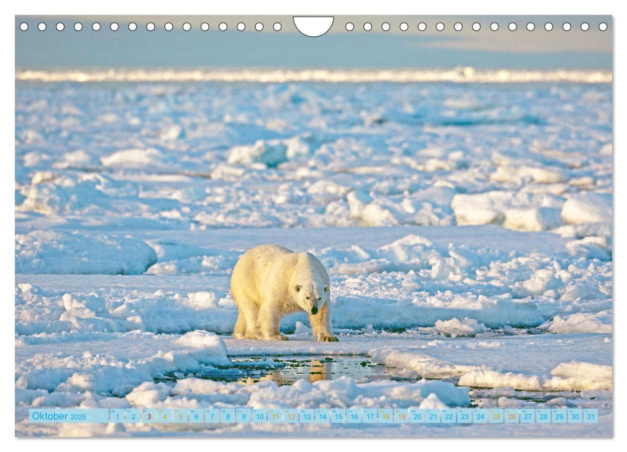 Bild: 9783457140376 | Eisbären: Lebenskünstler im Eis (Wandkalender 2025 DIN A4 quer),...