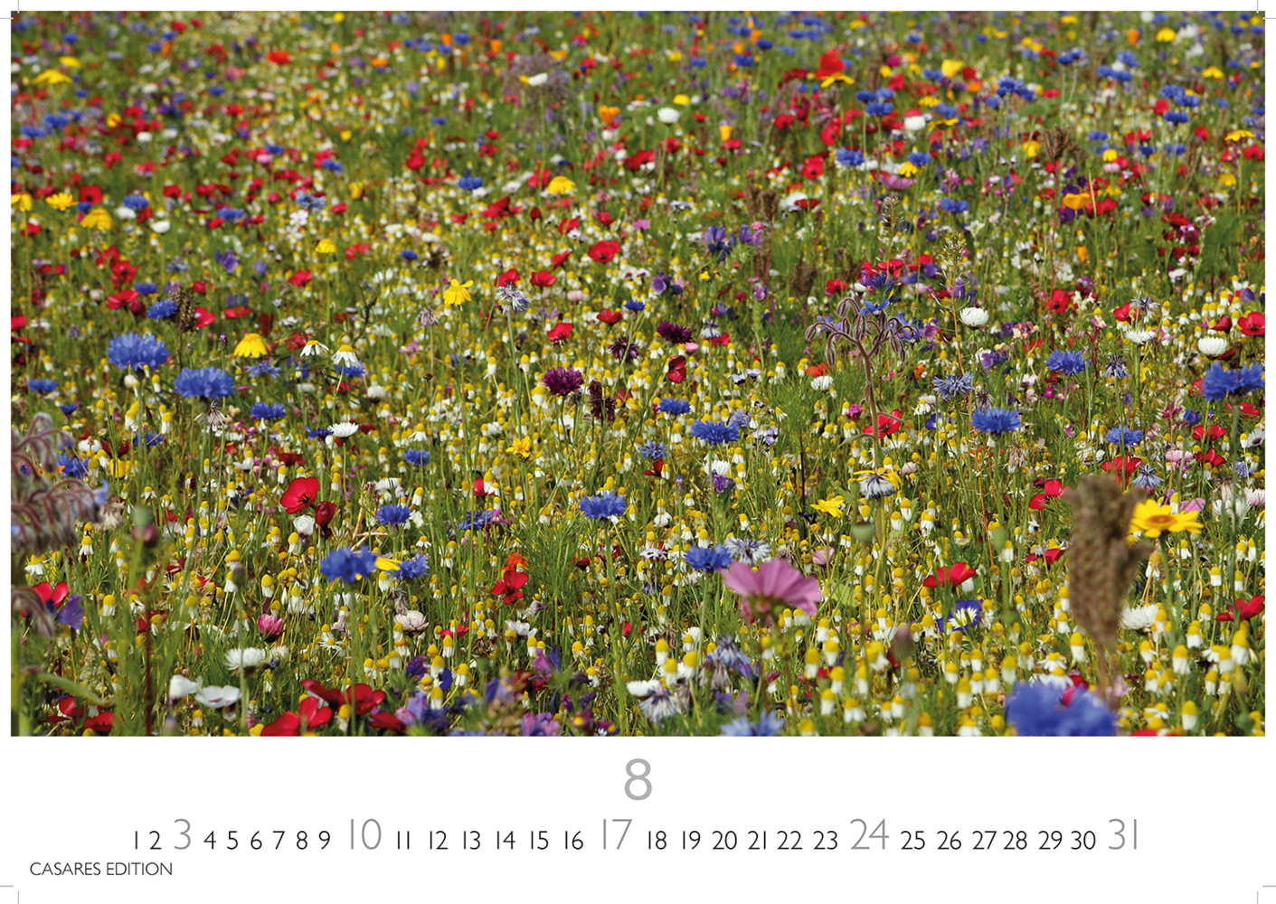 Bild: 9781835242193 | Blumenwiese 2025 S 24x35cm | Kalender | 14 S. | Deutsch | 2025