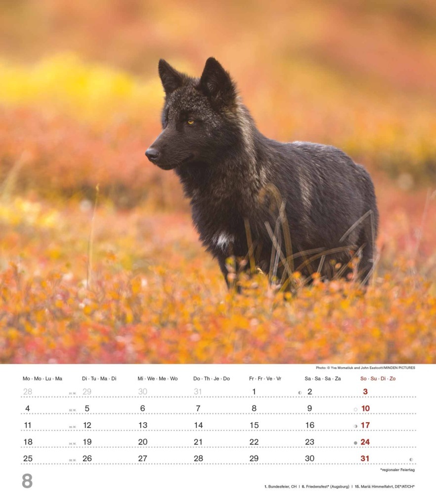 Bild: 4251732342166 | Alpha Edition - Mythos Wolf 2025 Bildkalender, 30,x34cm, Kalender...