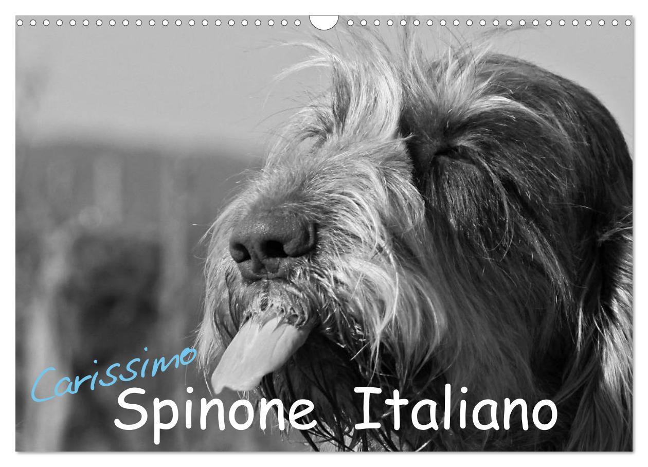 Cover: 9783435629510 | Carissimo Spinone Italiano (Wandkalender 2025 DIN A3 quer),...