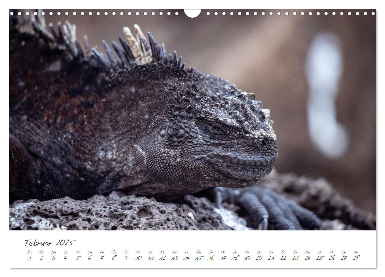 Bild: 9783383882302 | Wildes Galapagos - Die Tiere der Galapagos Inseln (Wandkalender...