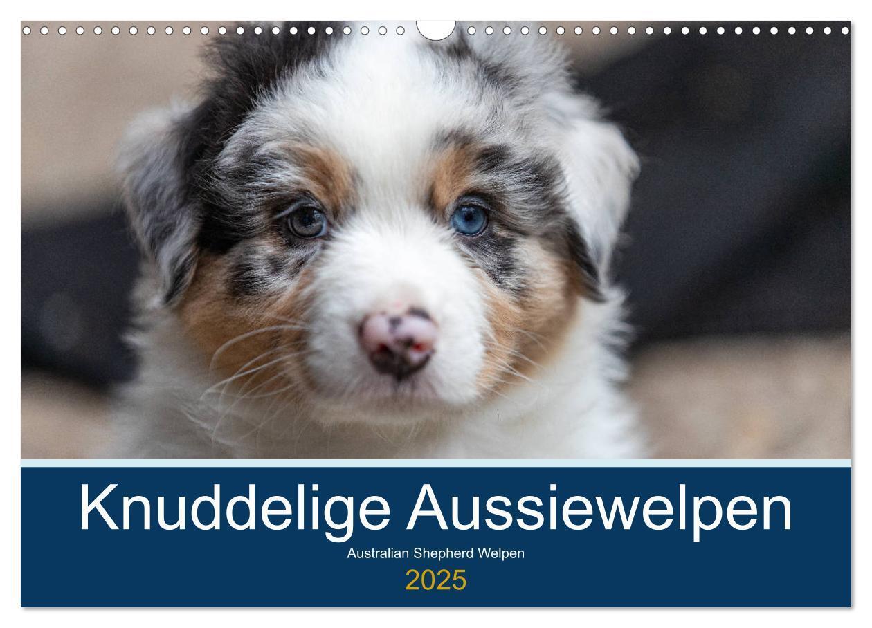 Cover: 9783435151035 | Australian Shepherd Welpen 2025 (Wandkalender 2025 DIN A3 quer),...