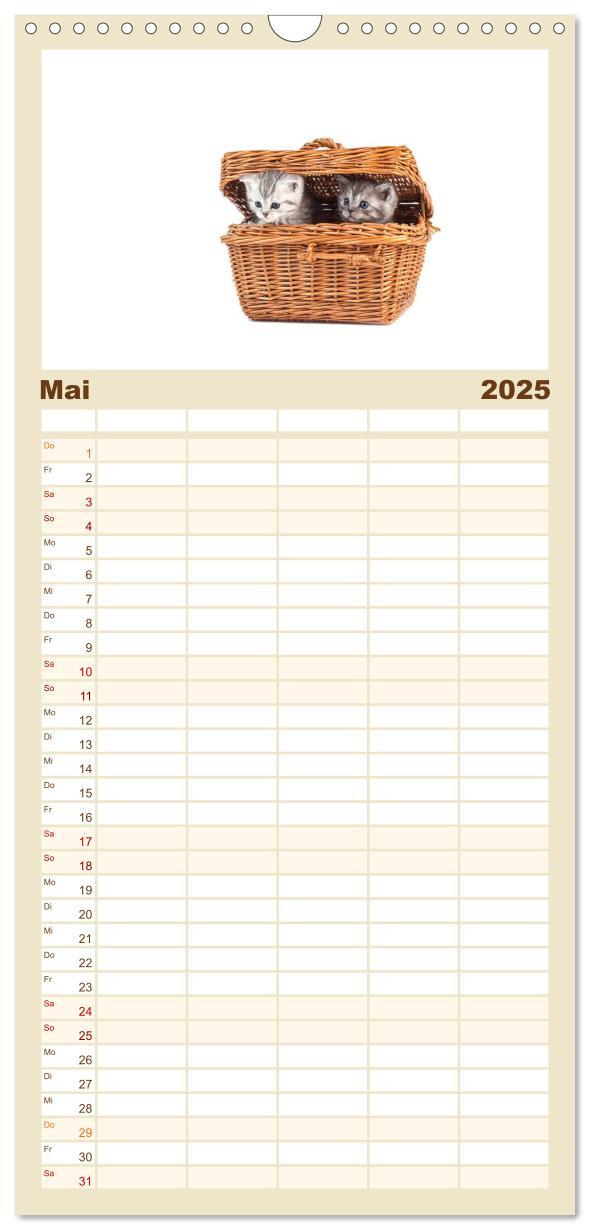 Bild: 9783457113851 | Familienplaner 2025 - Katzenbabys mit 5 Spalten (Wandkalender, 21 x...