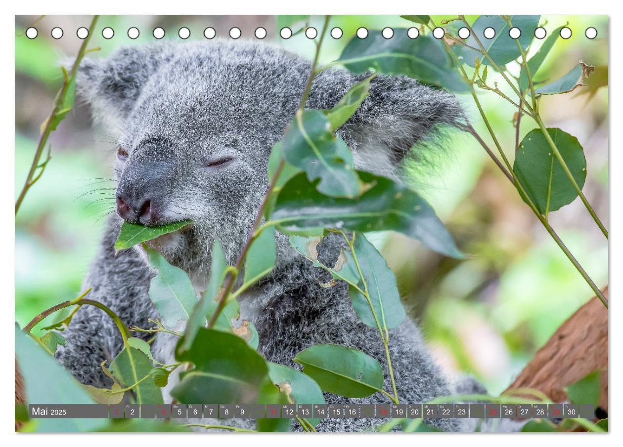 Bild: 9783435159741 | Koalas - Kuscheliges Symbol Australiens (Tischkalender 2025 DIN A5...