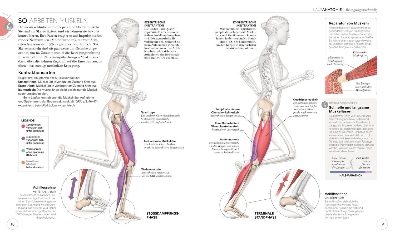 Bild: 9783831040155 | Lauftraining - Die Anatomie verstehen | Chris Napier | Taschenbuch