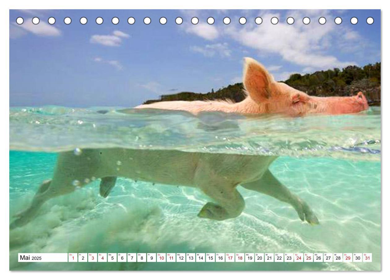 Bild: 9783435420278 | Schweine im Dauerurlaub auf den Bahamas! (Tischkalender 2025 DIN A5...