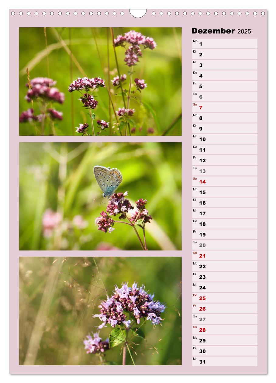 Bild: 9783457173336 | Farbenzauber, bunte Wiesen und bunte Falter (Wandkalender 2025 DIN...