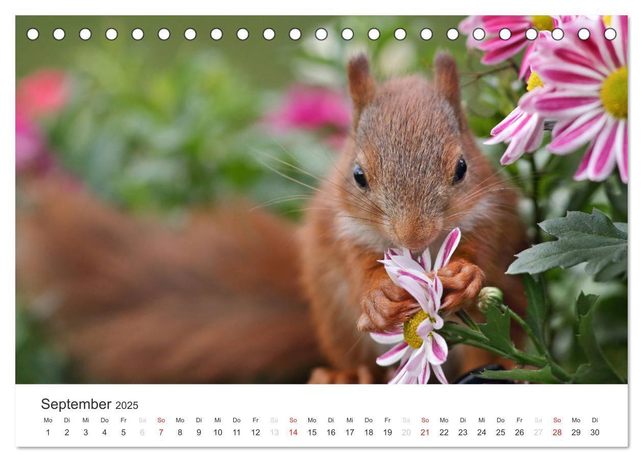 Bild: 9783435545780 | Eichhörnchen Kinder (Tischkalender 2025 DIN A5 quer), CALVENDO...