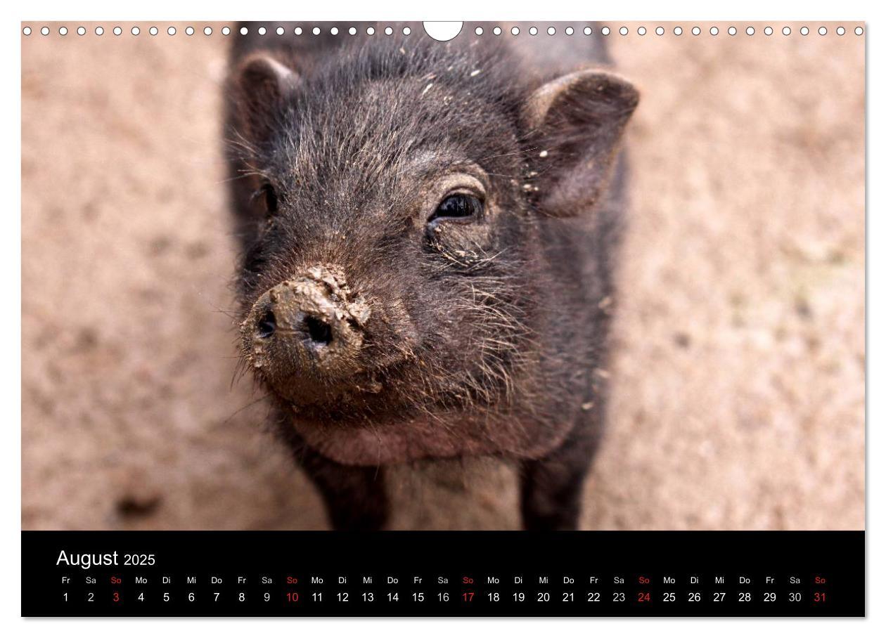 Bild: 9783435838509 | Schweinereien (Wandkalender 2025 DIN A3 quer), CALVENDO Monatskalender