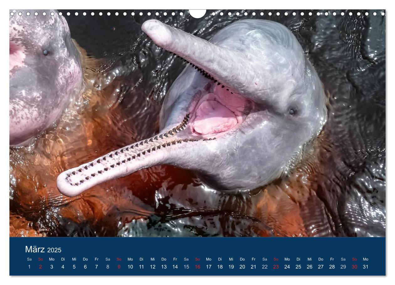 Bild: 9783435687152 | Brasilien tierisch gut 2025 (Wandkalender 2025 DIN A3 quer),...