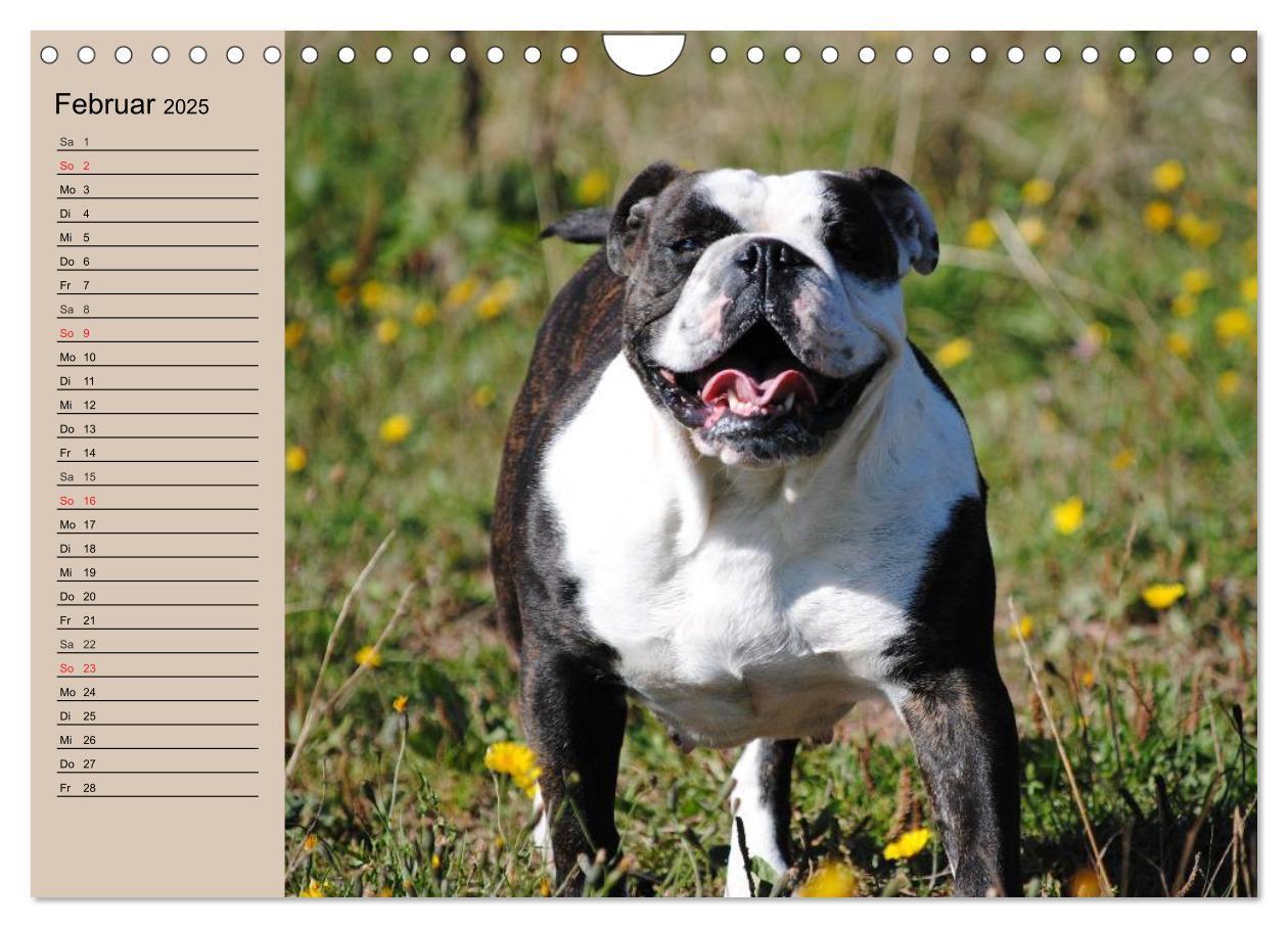 Bild: 9783435535347 | Faszination Bulldogge (Wandkalender 2025 DIN A4 quer), CALVENDO...