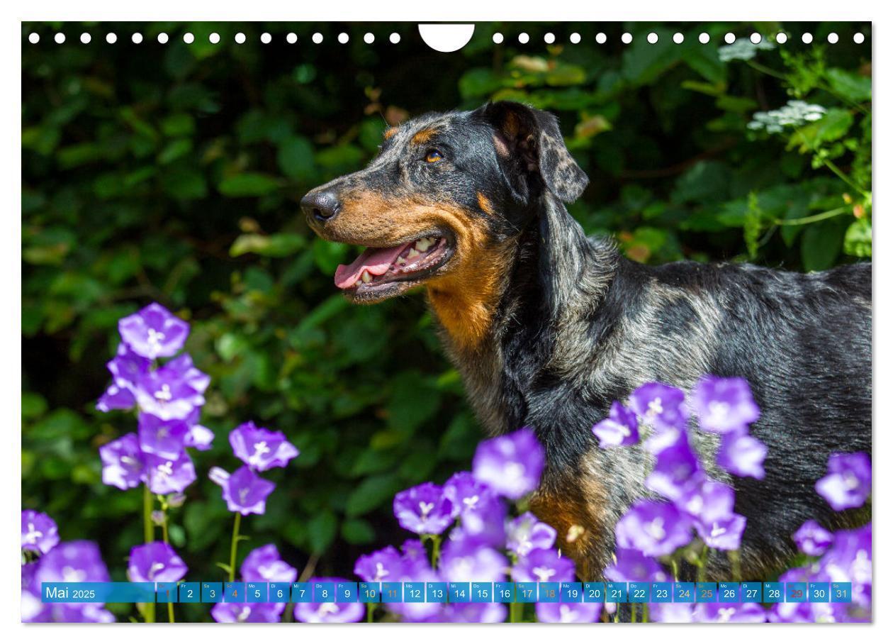 Bild: 9783457197196 | Der Beauceron (Wandkalender 2025 DIN A4 quer), CALVENDO Monatskalender