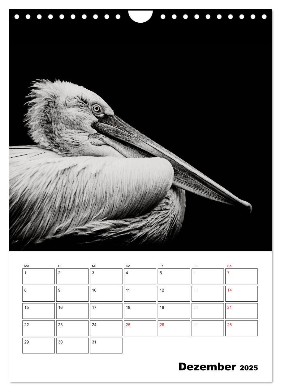 Bild: 9783457013533 | Charakterköpfe aus der Welt der Tiere (Wandkalender 2025 DIN A4...