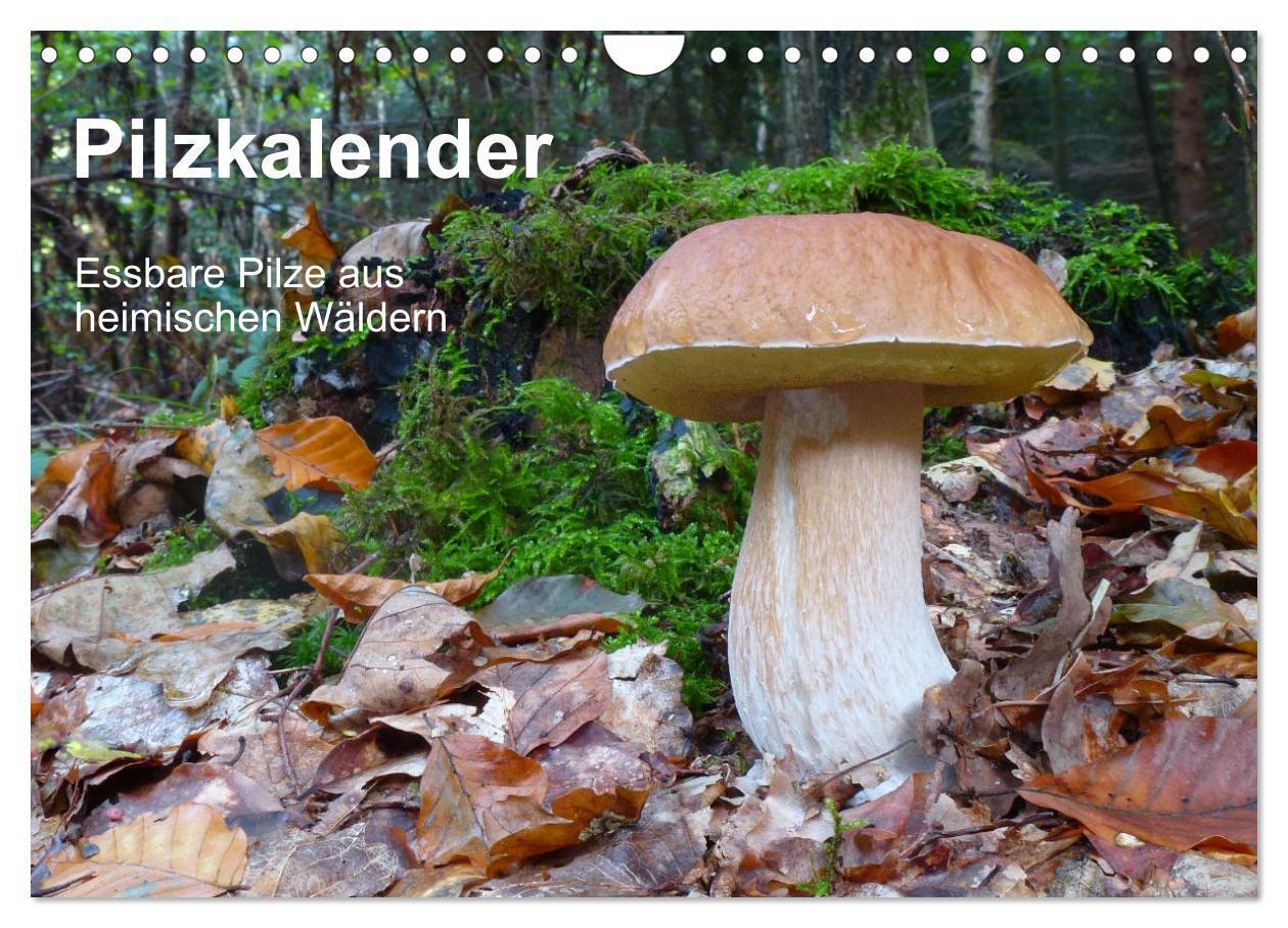 Cover: 9783435740826 | Pilzkalender (Wandkalender 2025 DIN A4 quer), CALVENDO Monatskalender