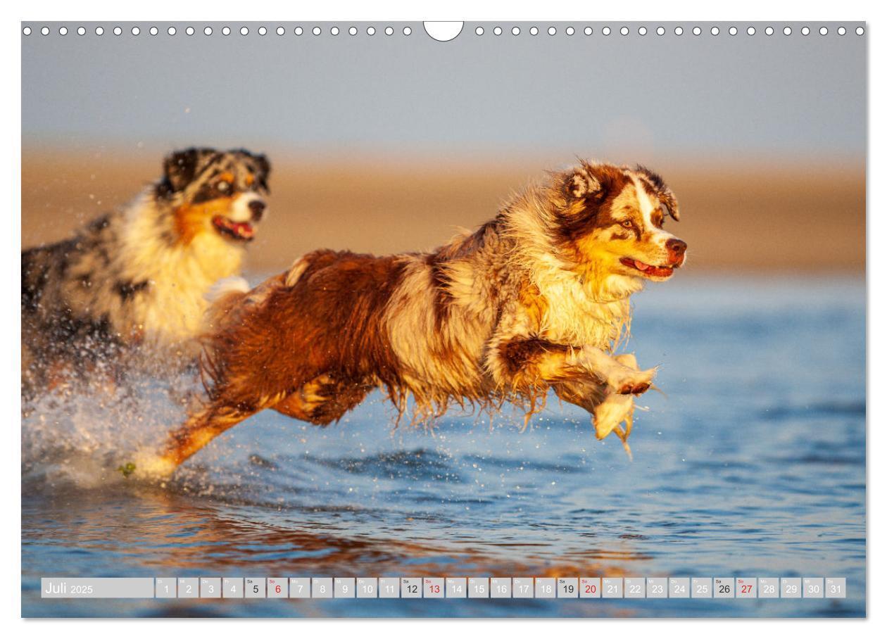 Bild: 9783435547197 | Australian Shepherd 2025 (Wandkalender 2025 DIN A3 quer), CALVENDO...