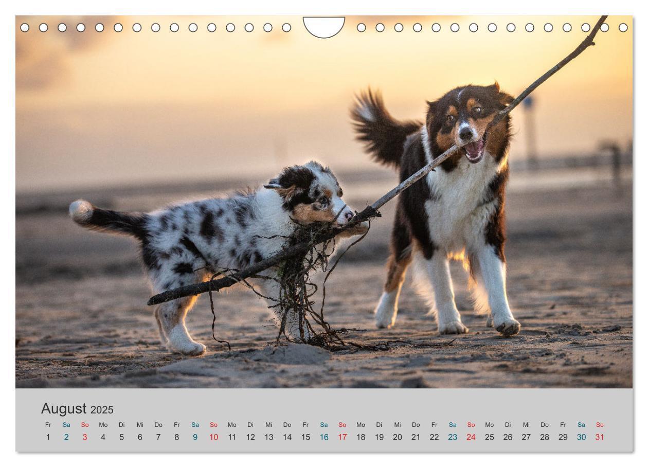 Bild: 9783435762880 | Mit Aussies unterwegs - Die bunte Welt der Australian Shepherds...