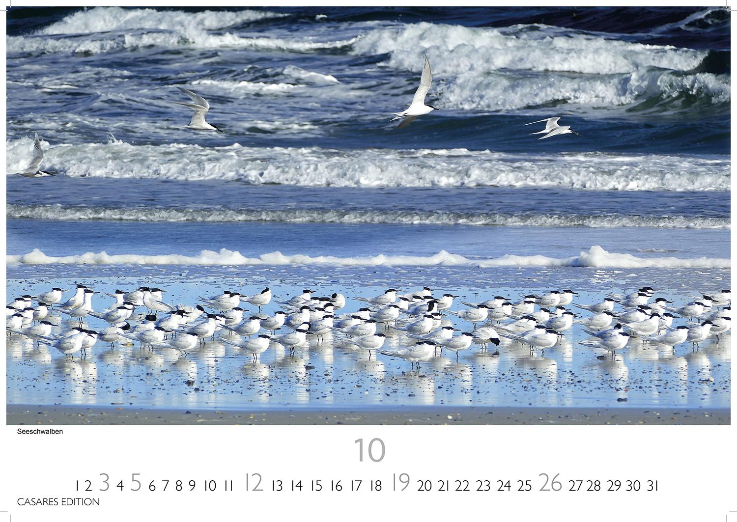 Bild: 9781835242933 | Nordseeküste 2025 S 24x35cm | Kalender | 14 S. | Deutsch | 2025