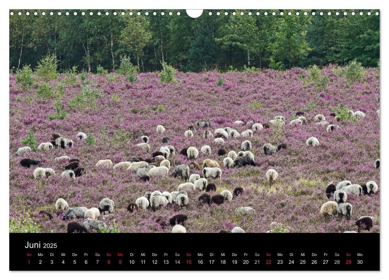 Bild: 9783435775415 | Lüneburger Heide (Wandkalender 2025 DIN A3 quer), CALVENDO...