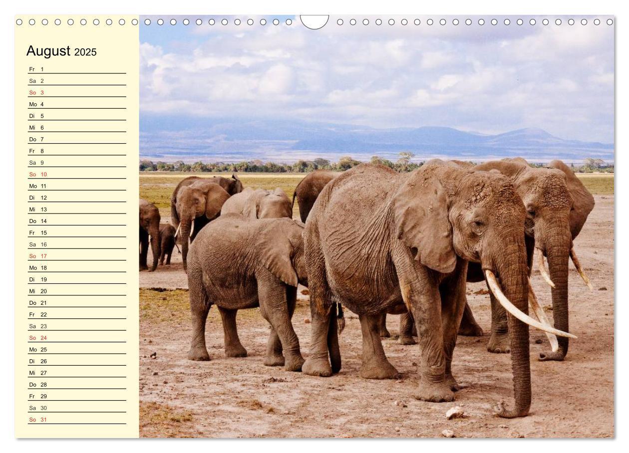 Bild: 9783435493722 | Afrika. Tiere in freier Wildbahn (Wandkalender 2025 DIN A3 quer),...