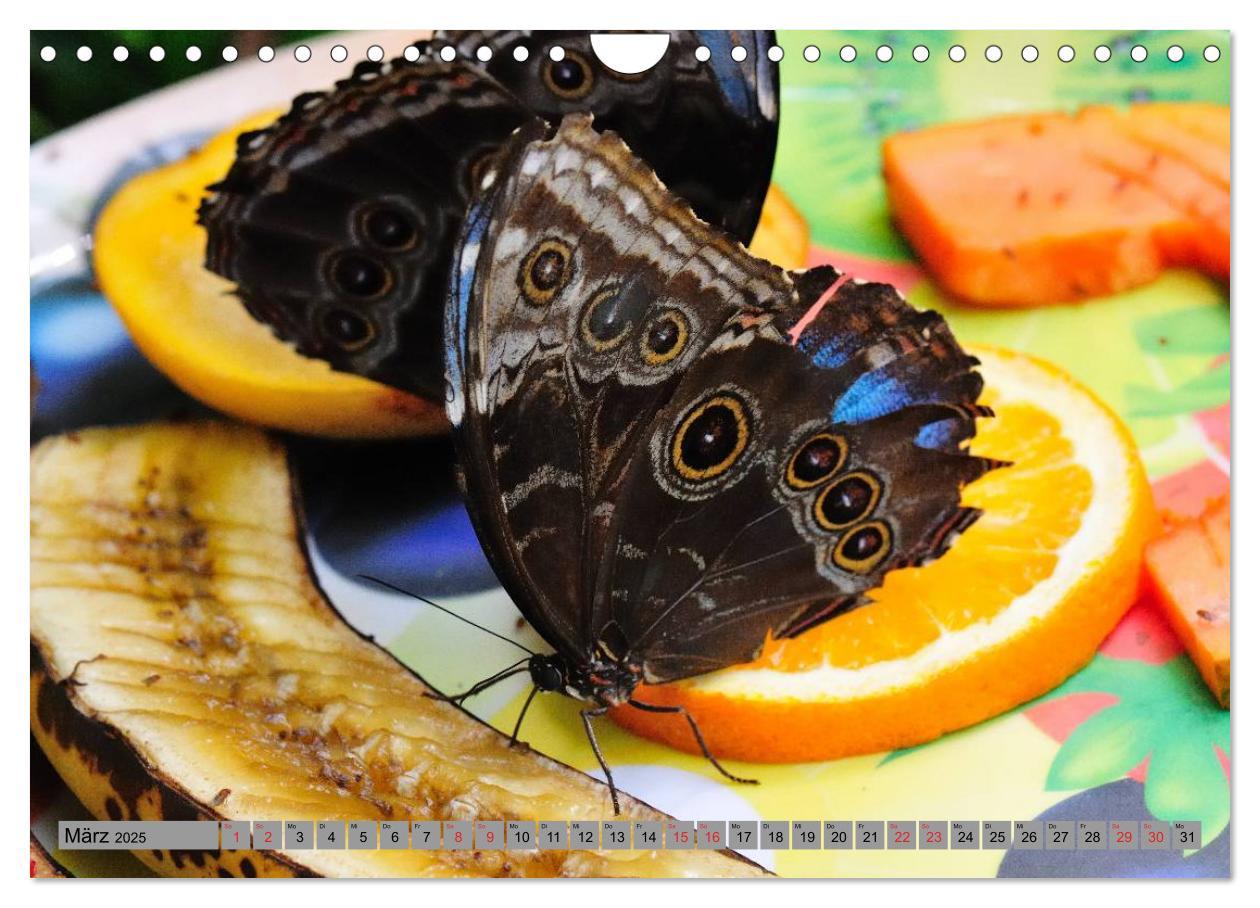 Bild: 9783435812813 | Butterfly's - Schmetterlinge für Zuhause (Wandkalender 2025 DIN A4...