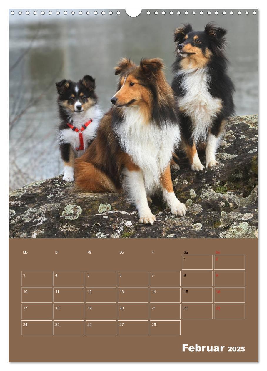 Bild: 9783457012932 | SHELTIES Herzensbrecher auf 4 Pfoten (Wandkalender 2025 DIN A3...