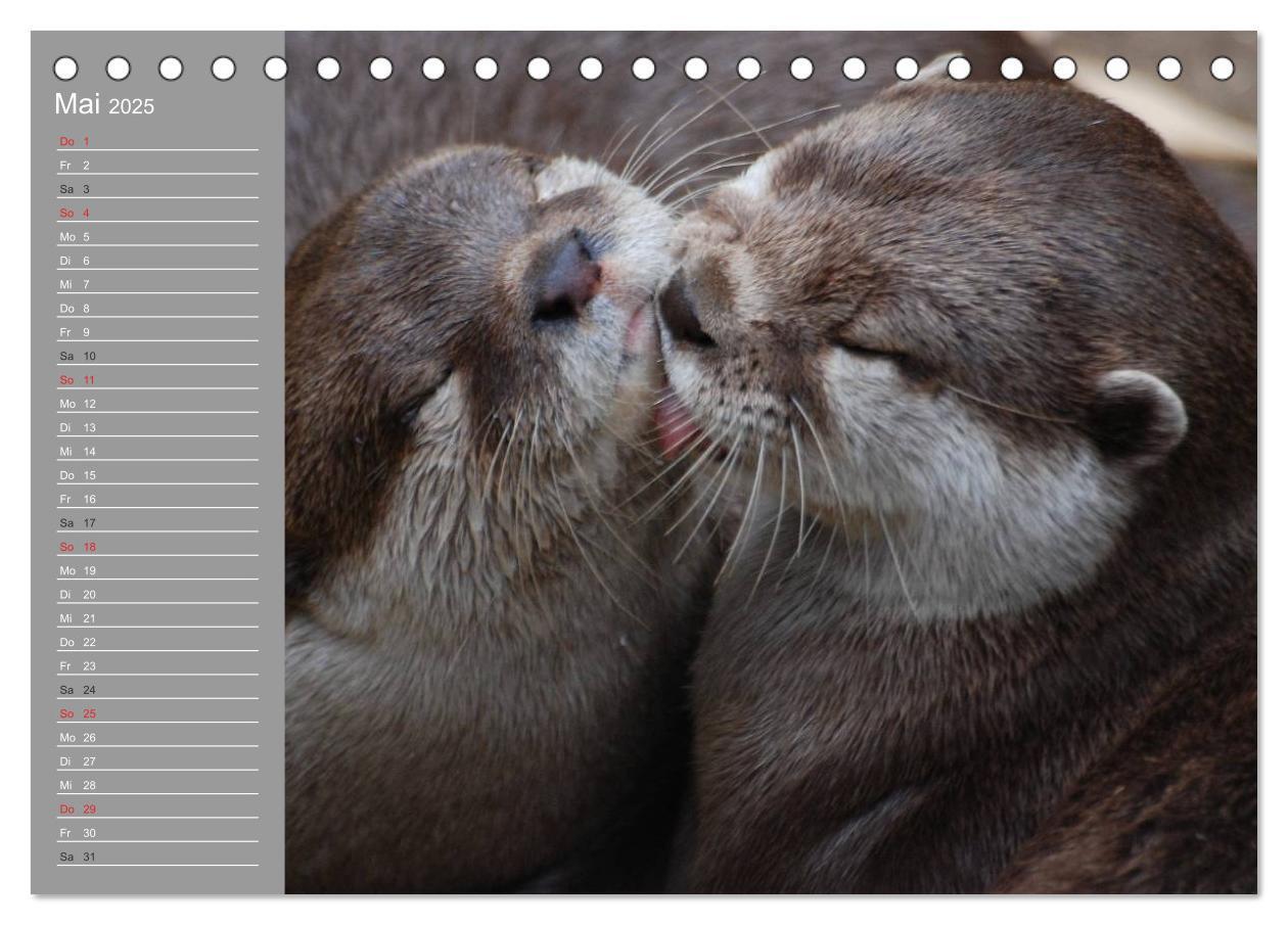 Bild: 9783435548415 | Otter. Frech, laut und clever (Tischkalender 2025 DIN A5 quer),...