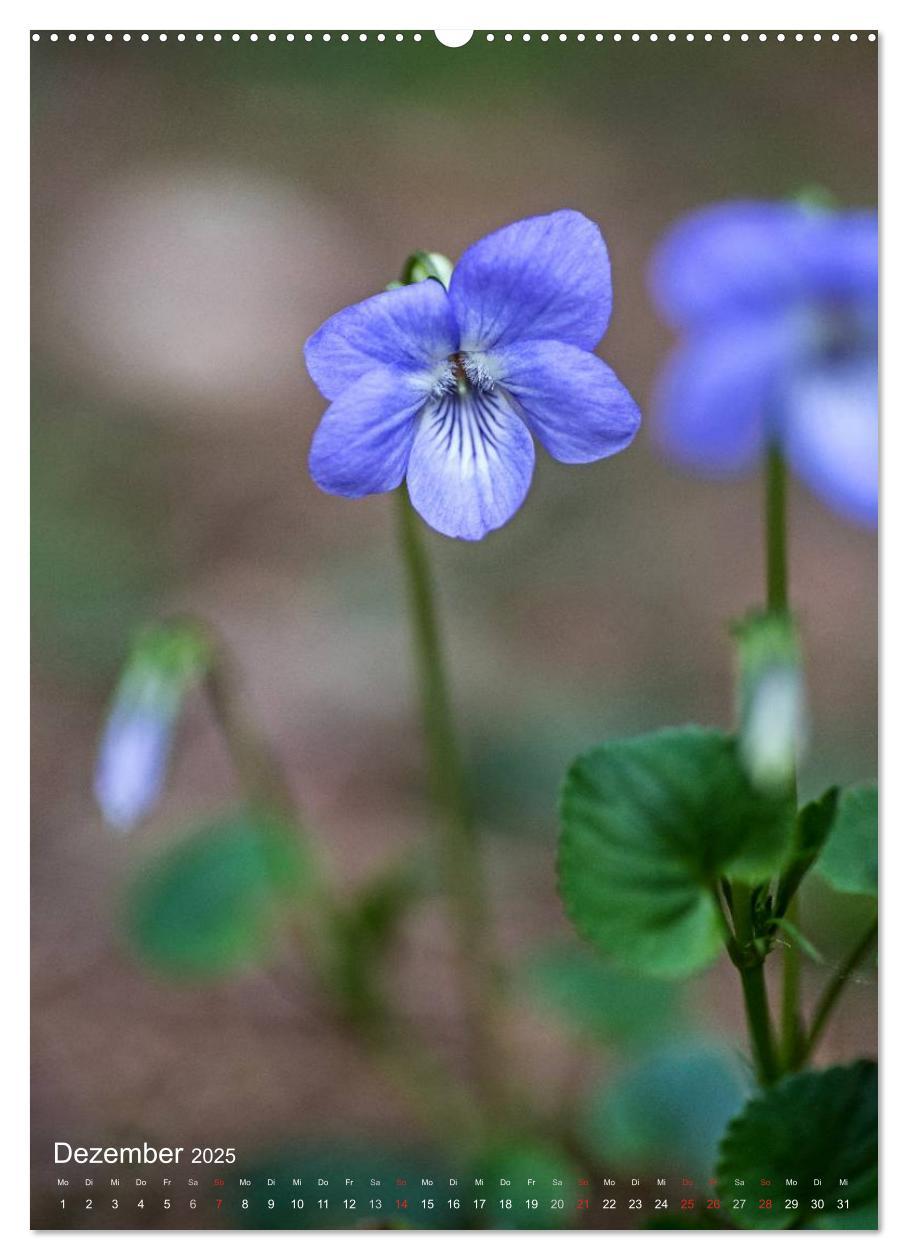 Bild: 9783457017319 | NATUR PUR Kleine Blumen am Wegesrand (Wandkalender 2025 DIN A2...