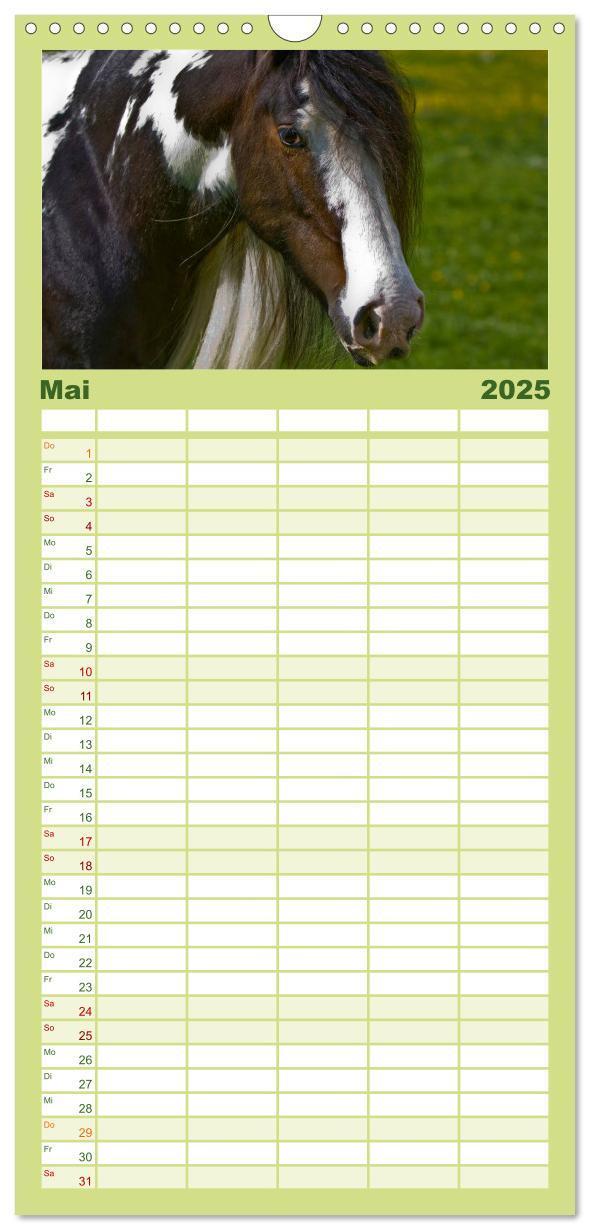 Bild: 9783457113738 | Familienplaner 2025 - Irish Tinker mit 5 Spalten (Wandkalender, 21...