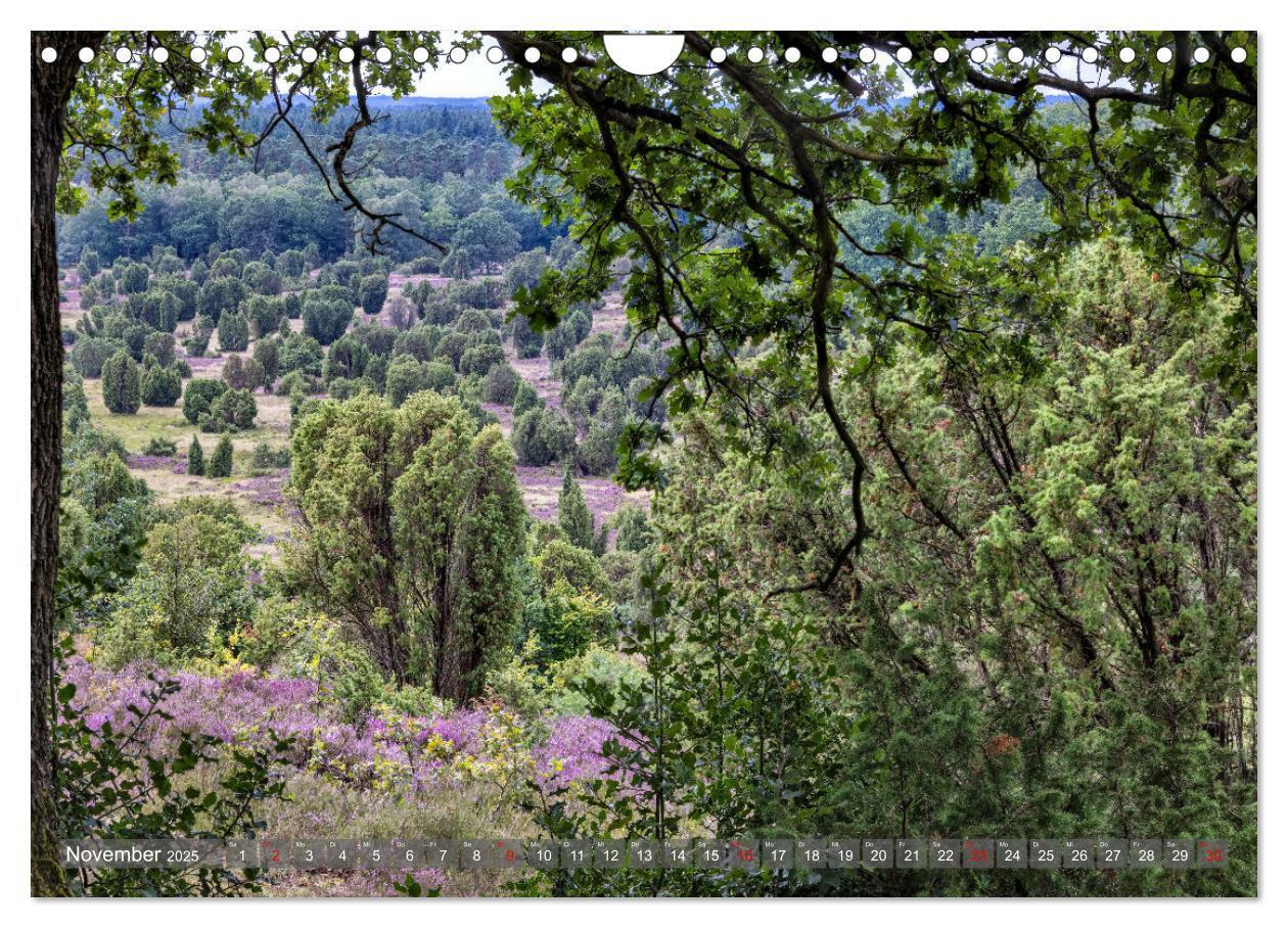 Bild: 9783383841361 | Die Lüneburger Heide - In voller Blüte (Wandkalender 2025 DIN A4...